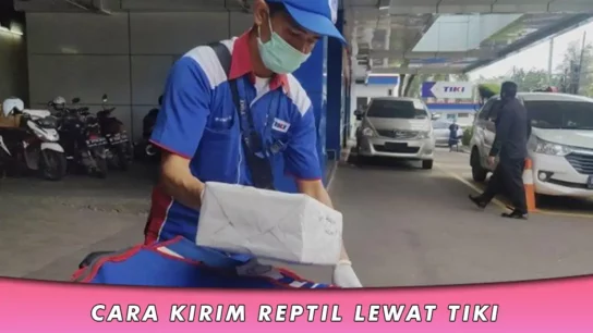 Cara Kirim Reptil Lewat TIKI