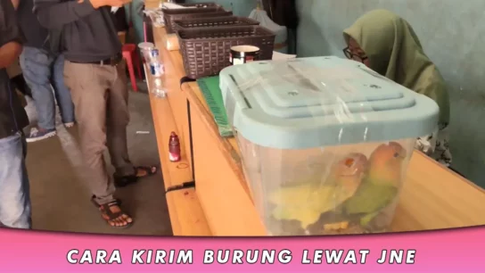 Cara Kirim Burung Lewat JNE