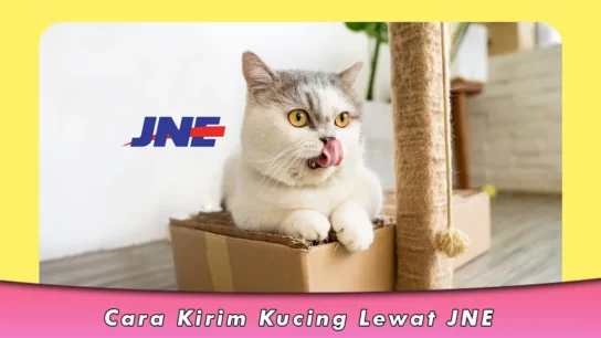 Cara Kirim Kucing Lewat JNE, Syarat dan Biaya