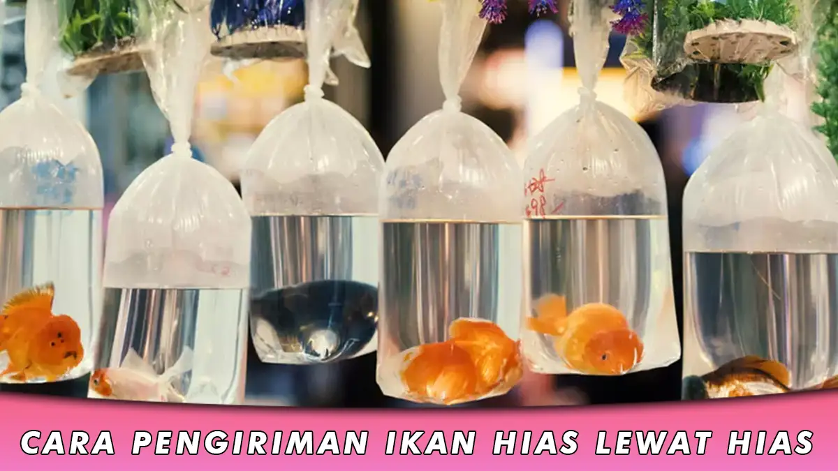 Cara Pengiriman Ikan Hias Lewat JNE